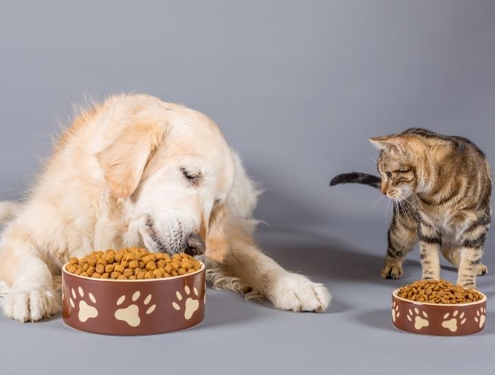 Puppy and Kitten Diets Countryside Veterinary Hospital