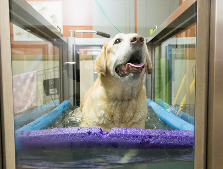 Hydrotherapy for Dogs