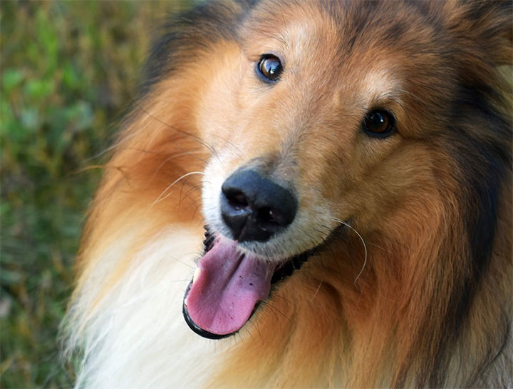 Hydrotherapy for Dogs