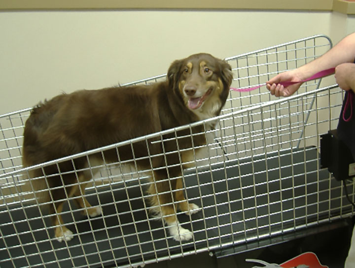 Pet Physical Therapy